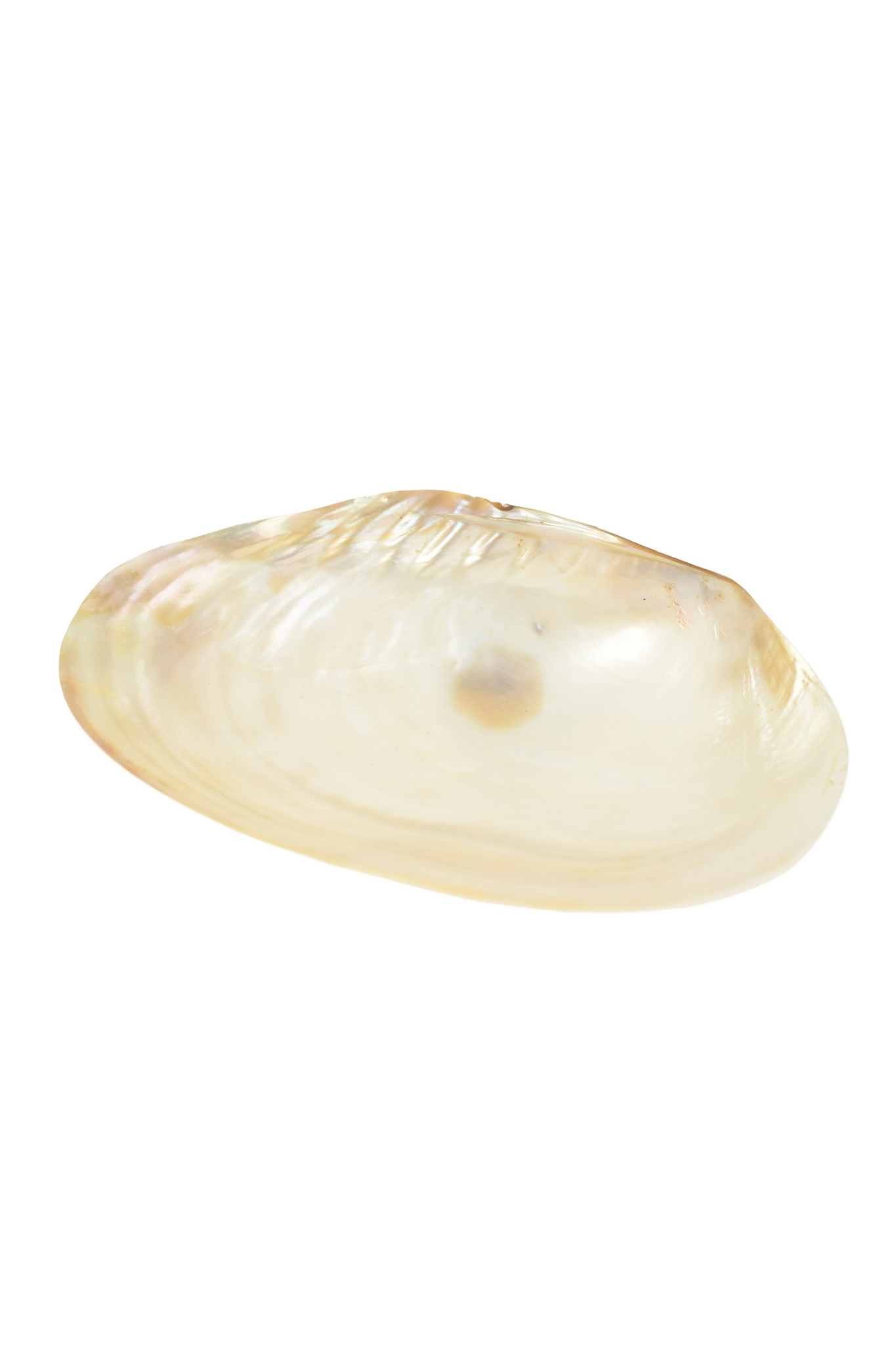 Giant Abalone Wheel Dish / Pearl White