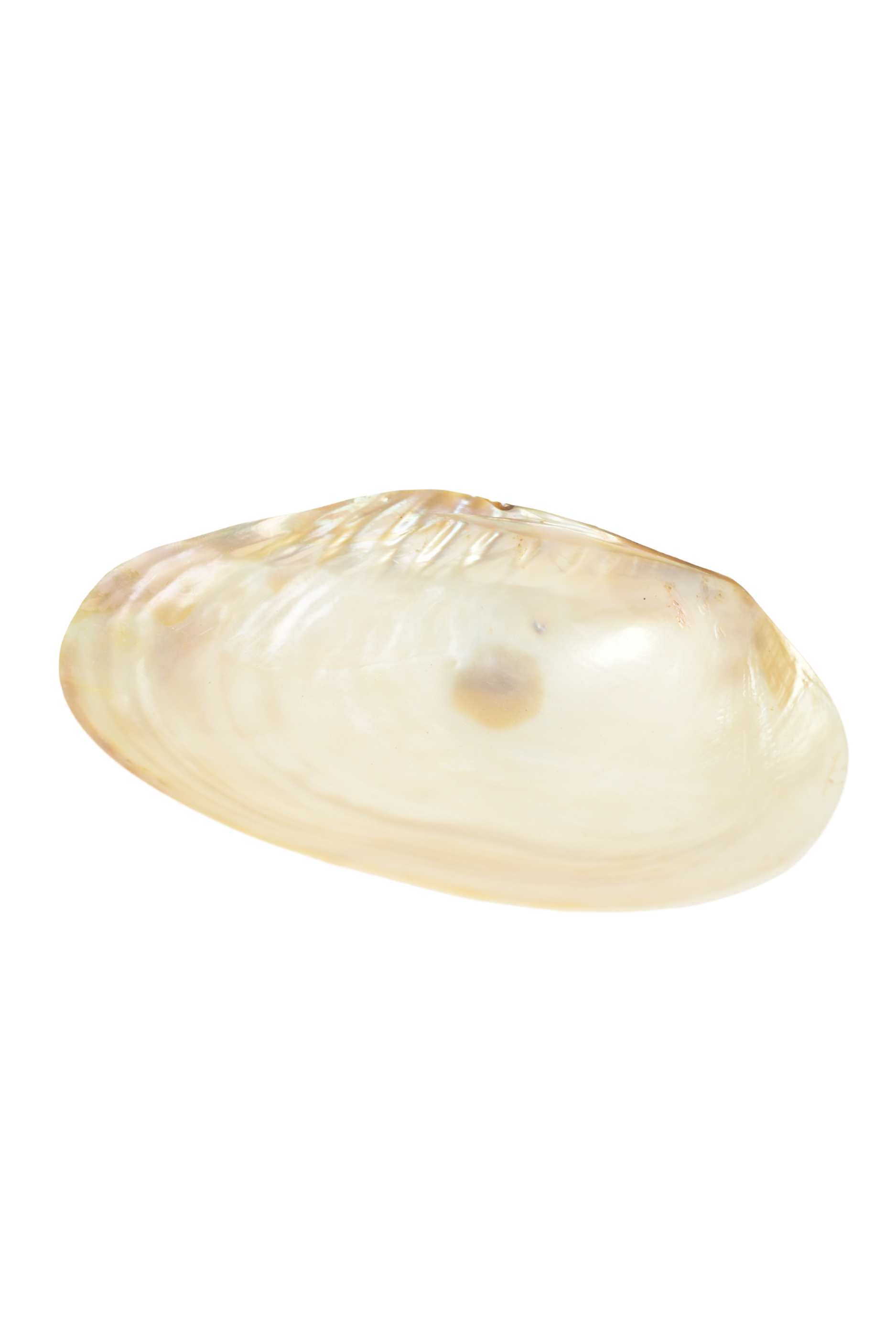 Giant Abalone Wheel Dish / Pearl White