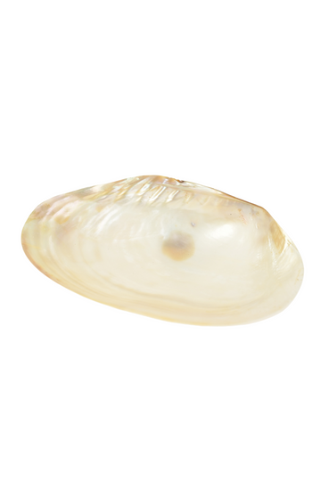 Giant Abalone Wheel Dish / Pearl White